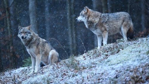 Frica de oameni schimbă comportamentul lupilor. Cel mai nou studiu demontează mitul prădătorului „neînfricat” în habitatele protejate