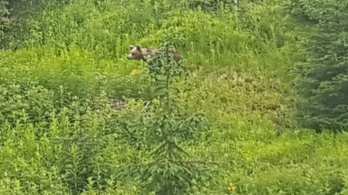 VIDEO Urs filmat la marginea unei păduri din Sinești, jud. Ialomița, care se află la nici 20 de km de București. Șeful fondului de vânătoare: „Confirm. Împreună cu Jandarmeria facem monitorizari"