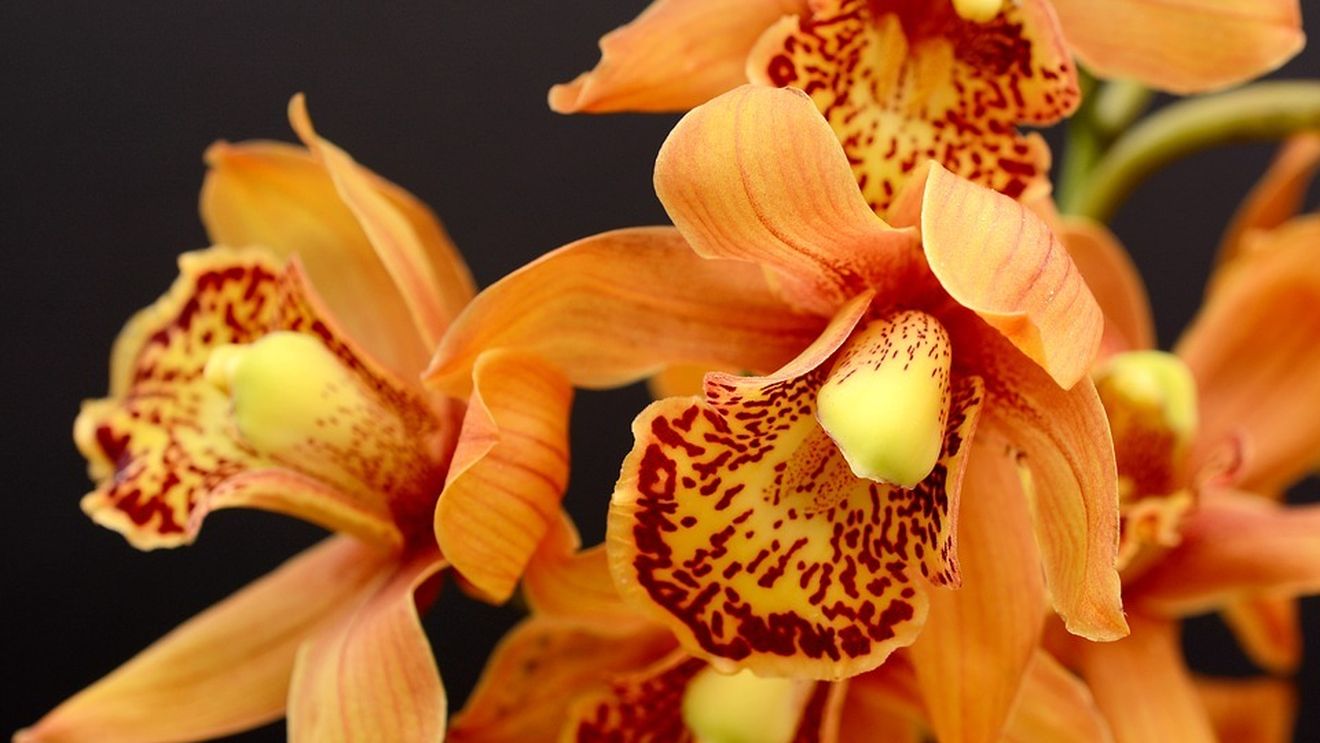 O austriacă a scăpat din mâinile celui care o răpise și încercase să o ucidă, după ce i-a lăudat orhideele