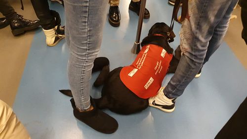 Circa 100 de nevăzători aşteaptă un câine ghid. Procesul este dificil şi costisitor