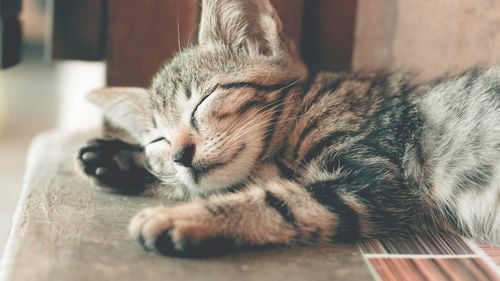 DOCUMENT Marcel Vela anunță înființarea Poliției Animalelor/ Polițiștii pot intra fără acord în spaţii unde există indicii că animalele sunt în pericol, pot fotografia și filma fără acordul proprietarilor și pot plasa animalele maltratate în adăposturi