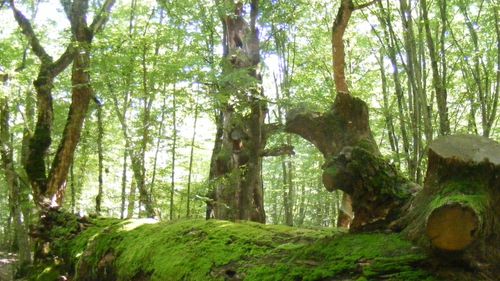 Premierul Belgiei susține propunerea lui Macron privind o "pauză" de reglementare europeană în materie de mediu