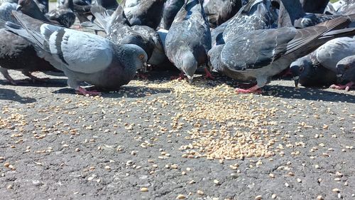 Autorităţile din Arad le cer oamenilor să evite contactul cu porumbeii sălbatici / Au fost observate mai multe păsări ce păreau bolnave 