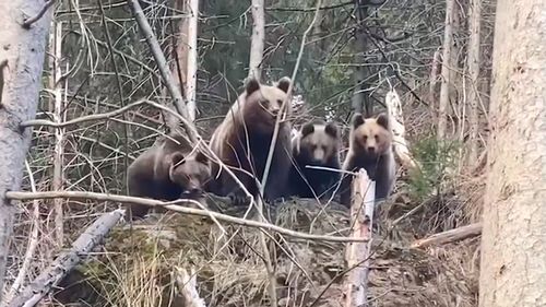 Încă un urs lovit mortal de mașină în județul Covasna, al șaselea de la începutul acestui an / Anul trecut au murit 18 urși, în acest județ, accidentați de autoturisme