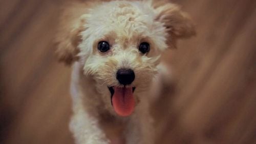 Câinii trec prin cea mai mare transformare din istoria lor. Oamenii de știință confirmă schimbarea animalelor