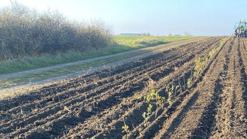 Universitatea de Științele Vieții din Timișoara finalizează o perdea forestieră de 4 ha, care va proteja orașul / ”Va fi o reglare a microclimatului atât din punct de vedere termic, cât și o barieră de protecție împotriva curenților de aer”