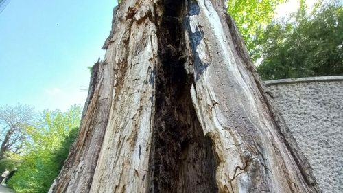 FOTO Bucureștiul, plin de copaci complet uscaţi sau bolnavi