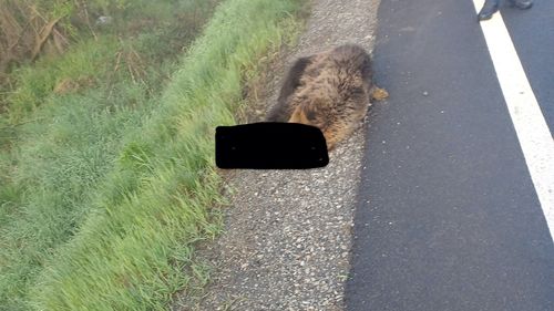 Urs omorât de mașină în județul Sibiu. Este al doilea caz în ultimele trei săptămâni