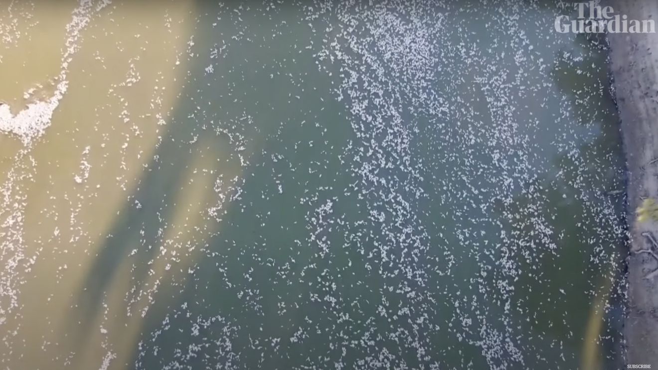 VIDEO Australia: Milioane de peşti morţi plutesc pe fluviul Darling, în sud-estul țării, în urma unui val de caniculă