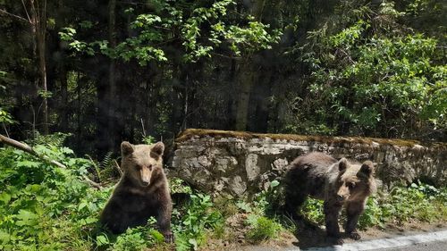 Urs pe un drum din municipiul Câmpina; a fost emis mesaj RO-ALERT