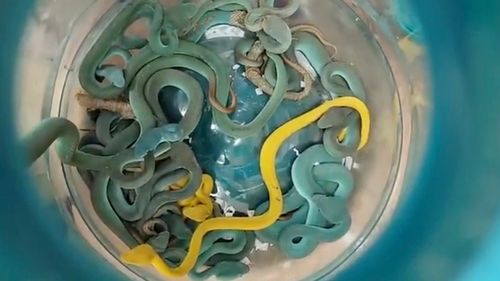 Un bărbat care transporta aproximativ patruzeci de vipere, arestat pe aeroportul din Bombay