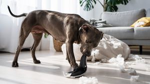 VIDEO EXCLUSIV | Cum recunoști semnele de stres la animale: Care sunt diferențele dintre câini și pisici? Factori declanșatori și cum pot fi atenuate stările / Sfaturile medicului veterinar Beatrice Ilea