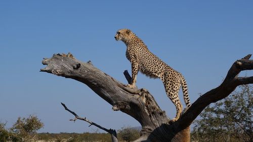 India reintroduce ghepardul pe teritorul său după 70 de ani/ Cei opt gheparzi vor fi eliberaţi în sălbăticie de premierul Narendra Modi