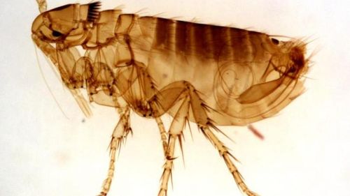 Caz de ciumă în California - premieră în ultimii cinci ani