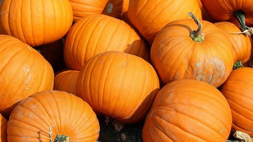 Cum alegem, curățăm și păstrăm dovleacul / Câteva sfaturi utile pentru această toamnă