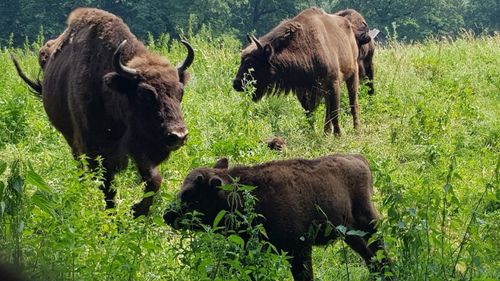 Adevărul: Un pui de zimbru din Neamț a fost botezat Roleny, cuvânt derivat din limba maghiară. Propunerea câștigătoare a venit în urma unui concurs online