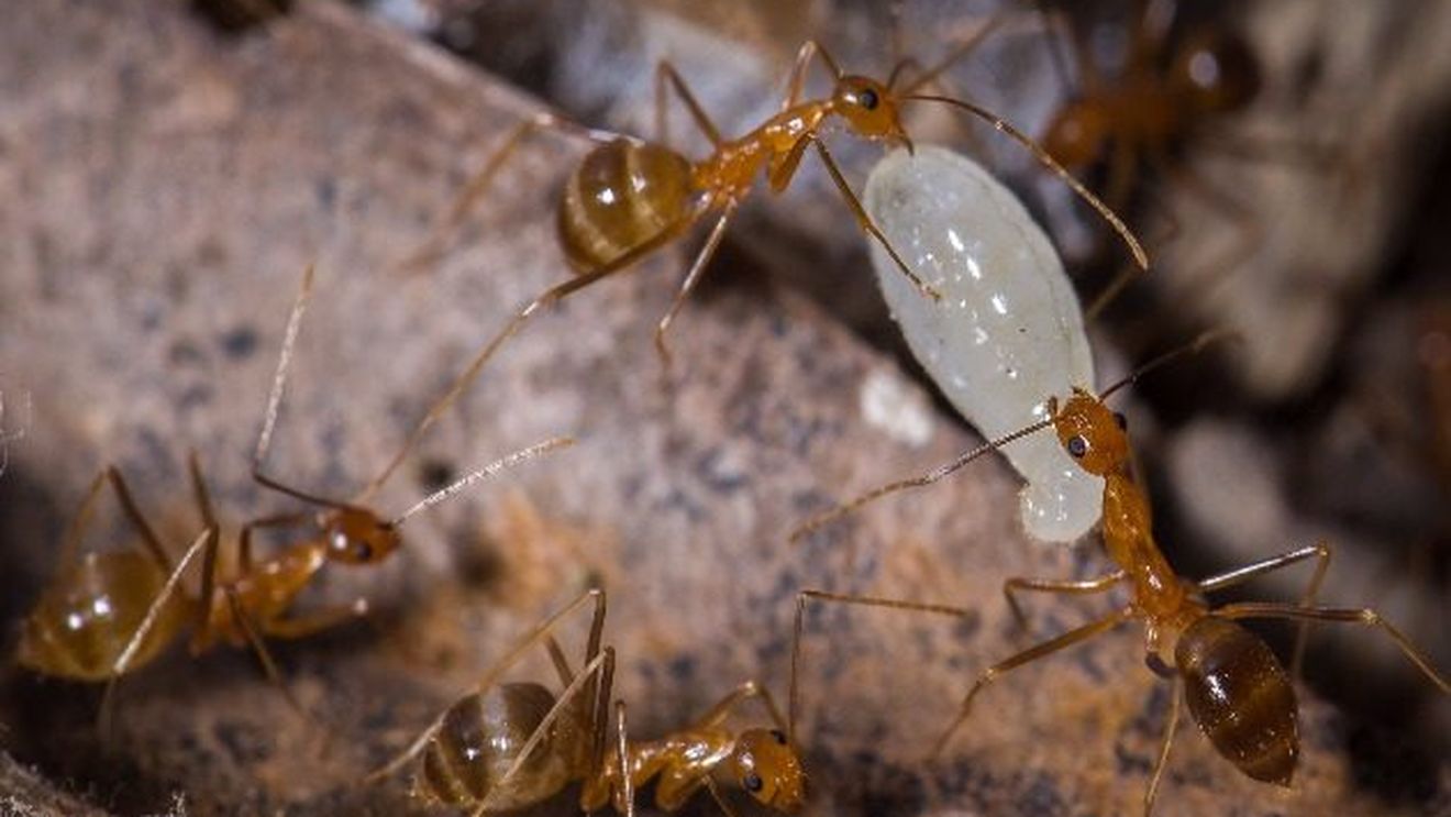 Furnicile nebune galbene fac ravagii în satele din sudul Indiei. Insectele nu mușcă sau înțeapă, dar pulverizează acid formic și "mănâncă orice și oricât"