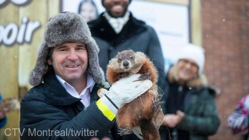 Marmota Phil nu și-a văzut umbra, ceea ce înseamnă, conform tradiției, că a prevestit venirea primăverii în curând