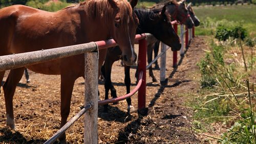 Braşov: 33 de cai salvaţi după destructurarea grupării care îi omora ilegal pentru a comercializa carnea în Italia