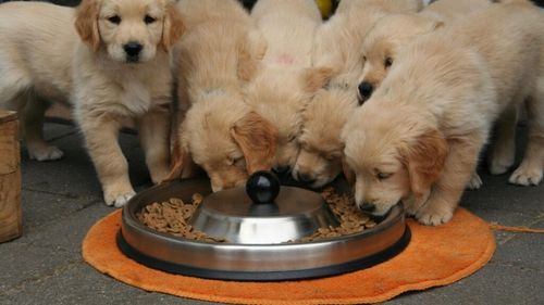 Care este dieta de calitate pe care o alegem pentru puii de pisică sau de câine în primele 12 luni de viață: Sfatul medicului veterinar Beatrice Ilea