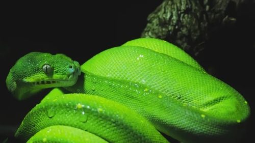 Atelier „Totul despre șerpi” la Reptiland București, organizat de LearnGate pentru copii de 6-15 ani / Atelier gratuit de robotică și programare 3D (Parteneriat)