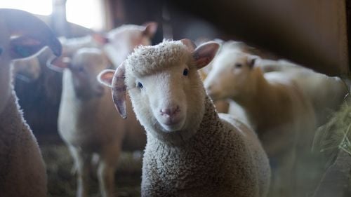 Constanţa: Trei ciobani au fost amendaţi cu 10.000 de lei după ce au intrat cu oile pe Autostrada Soarelui în zona podului de la Cernavodă