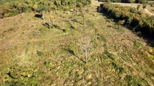 O pădure de stejar veche de peste 300 de ani a fost rasă ilegal, în Brașov. „Sunt numai urzici, iarbă și nimic”