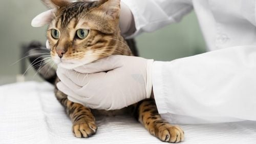 Pisicile ar putea fi cheia tratării cancerului uman, susțin oamenii de știință. Terapia testată pe feline are rezultate promițătoare