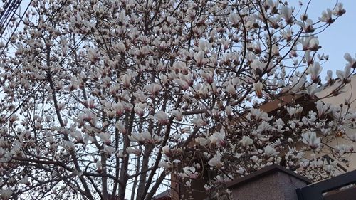 Poza zilei: Au înflorit magnoliile în București în februarie