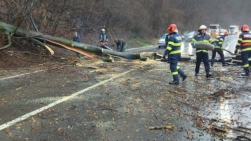 Peste 50 de arbori căzuți pe carosabil în mai multe localități din județul Cluj din cauza zăpezii / Un copac a căzut peste un autoturism la Sighișoara