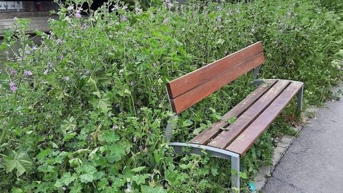 Scandalul ambroziei în Timișoara. Fostul viceprimar reproșează actualei administrații că nu tunde buruienile din parcuri, iar prefectul trimite controale / Primăria acuză: au blocat fonduri de 100 de milioane de lei!