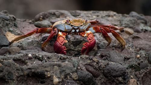 O nouă specie de crustaceu descoperită în Vietnam, botezată după personajul Darth Vader din ''Războiul Stelelor''