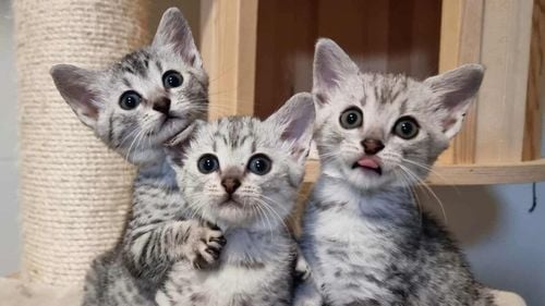 Campionatul Mondial Felin – FIFe World Winner Show 2025: România se pregătește să devină capitala mondială a pisicilor (FOTO)