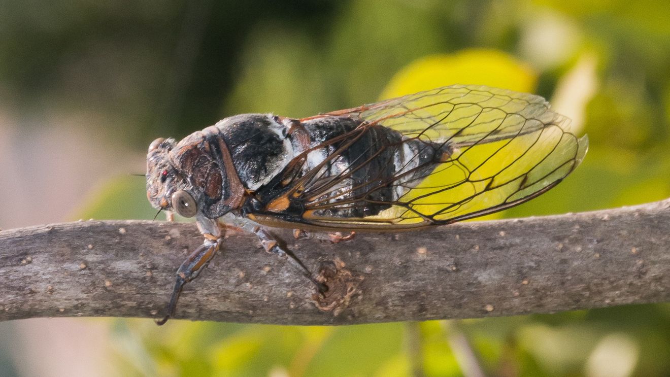 STUDIU Cicadele din urmă cu 100 de milioane de ani erau insecte silenţioase, nu învățaseră încă să producă sunetul caracteristic