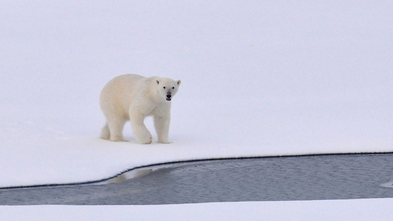 Un urs polar rătăcit în apropierea unui oraș din Islanda, ucis de poliţie