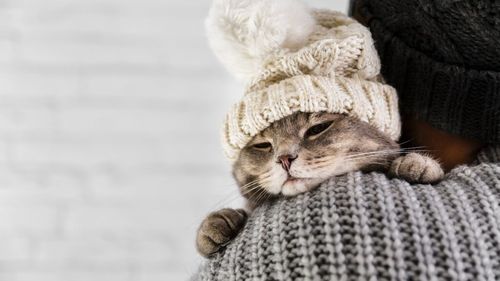 Obligațiile pe care le au stăpânii de animale iarna. Ce spune legea din România, amenzile sunt usturătoare / Frigul nu e o scuză, ci un test de responsabilitate