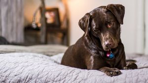 Clasamentul celor mai liniștite rase de câini, recomandate de veterinari și știință pentru familiile cu copii și alte animale de companie