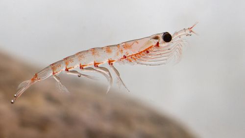 Krillul antarctic, un animal marin de dimensiuni mici care joacă un rol important în lanţul trofic din oceane şi în ciclul carbonului, respinge hrana contaminată cu microplastice, conform unui studiu australian