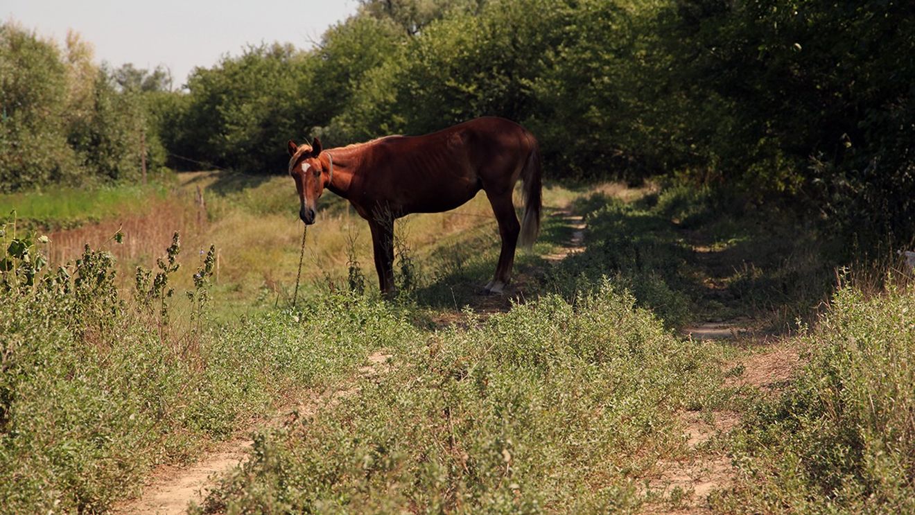 Valul de căldură din iunie a provocat pierderi de circa 2 miliarde de euro în agricultura europeană. Recolta de cereale, estimată la cel mai scăzut nivel din ultimii opt ani