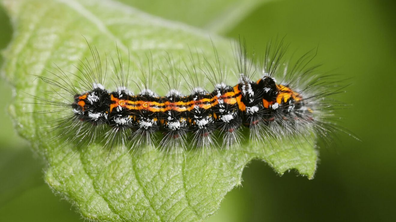 O nouă filozofie pentru grădinari: „lăsați insectele să mânânce plantele”
