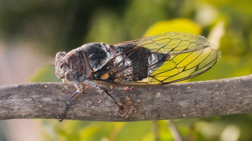 Marea invazie a cicadelor în Statele Unite. O sincronizare rară care nu s-a mai repetat din anul 1803 are implicații majore științifice, ecologice și culturale   / Articol scris cu AI