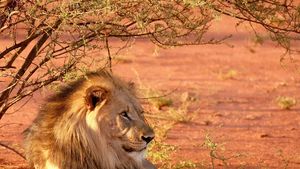 "Vânătoarea de trofee": Africa de Sud vrea să interzică treptat creșterea leilor pentru vânătoare