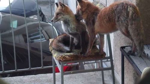 Sănătatea vulpilor din mediul urban din Marea Britanie ar putea fi afectată de hrana procesată, arată un studiu