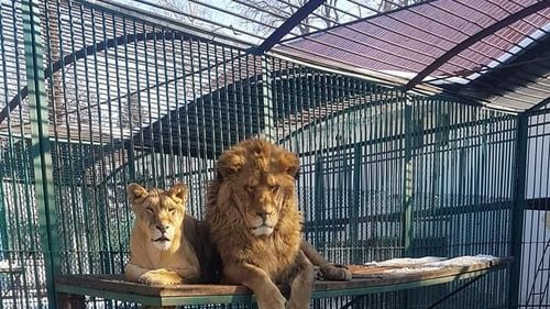 Rădăuți: Cei doi lei scăpați din cușca de la Zoo au fost prinși