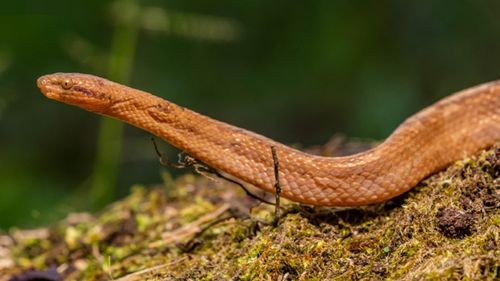 O nouă specie de boa pitic a fost descoperită în Amazonia ecuadoriană