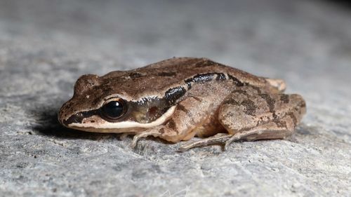 Studiu: Broaştele femele folosesc clipitul ca tactică de flirt / Femele emit semnale de clipire către masculii pe care îi preferă