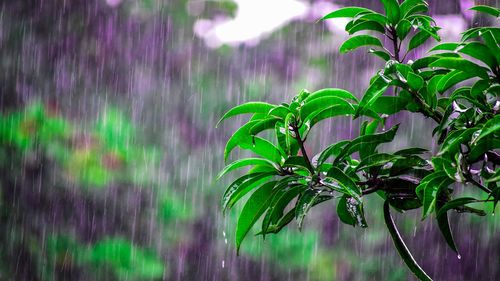 METEO Cod portocaliu de ploi în 12 judeţe, până joi dimineaţa / Coduri galbene de vânt şi averse în mare parte din ţară