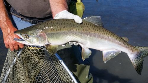 Sănătate în farfurie: Somonul de Alaska