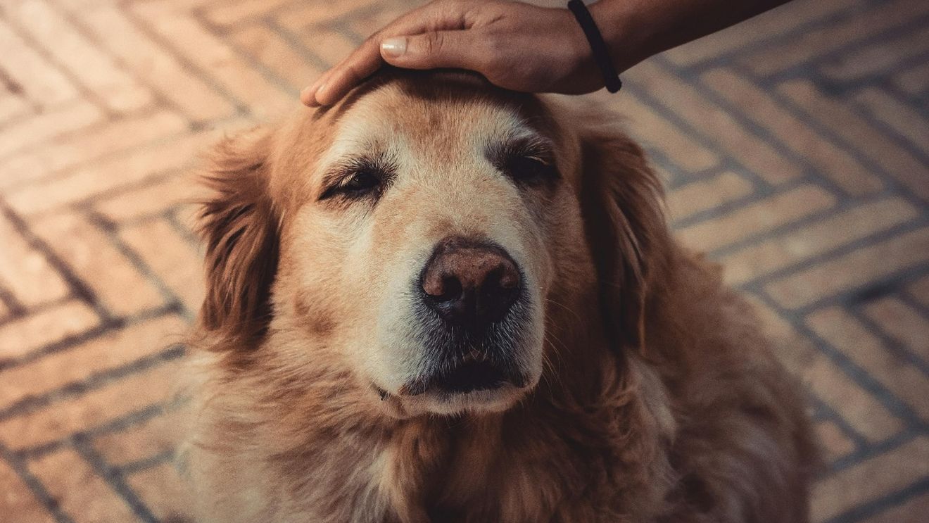 VIDEO EXCLUSIV | Când este considerat un câine senior: 6 măsuri speciale pentru a-l menține sănătos, explicate de medicul veterinar Beatrice Ilea