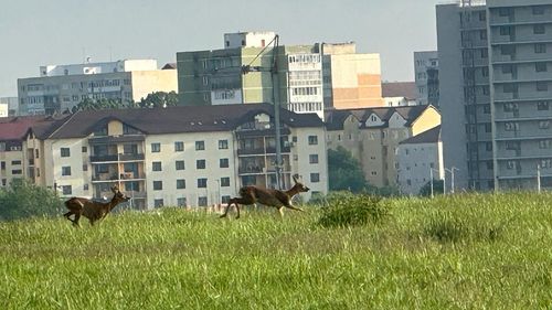Căprioare filmate într-un cartier din Sibiu / „Mâine sper să nu mă întâlnesc cu un urs, pentru că și ei vin din ce în ce mai aproape”
